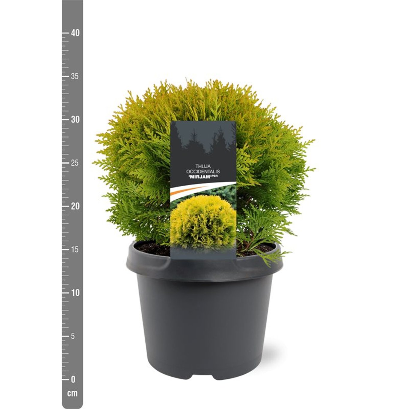 Thuja – Thuja occidentalis 'Mirjam' - C3 25-30 CM